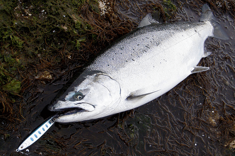 比較的コスパがいい 海鱒やヒラメゲームで使えるサーフ用ルアーロッド A Tool Of Trout Angler S